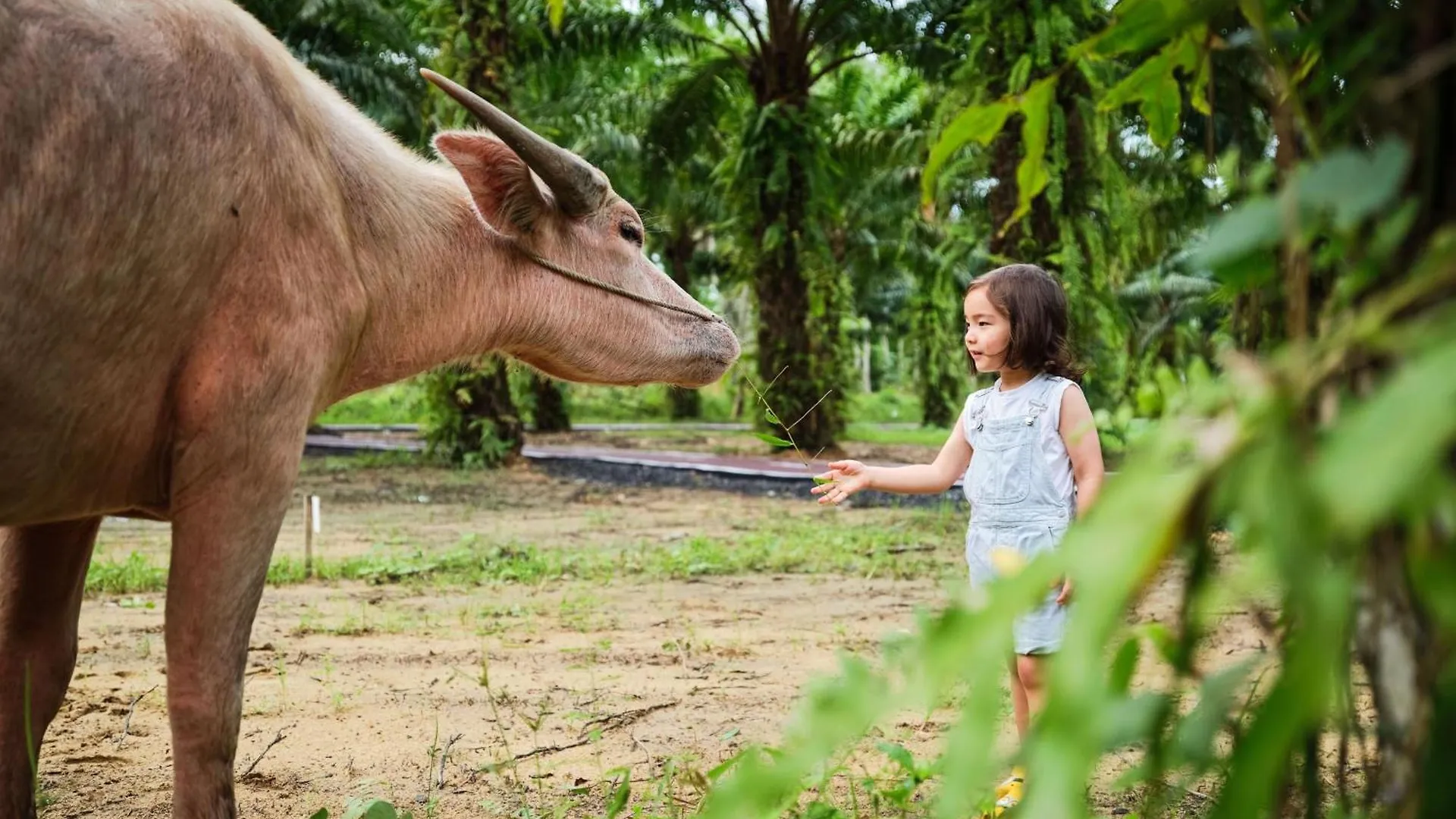 ***** Hotel Jw Marriott Khao Lak Resort Suites Tailândia